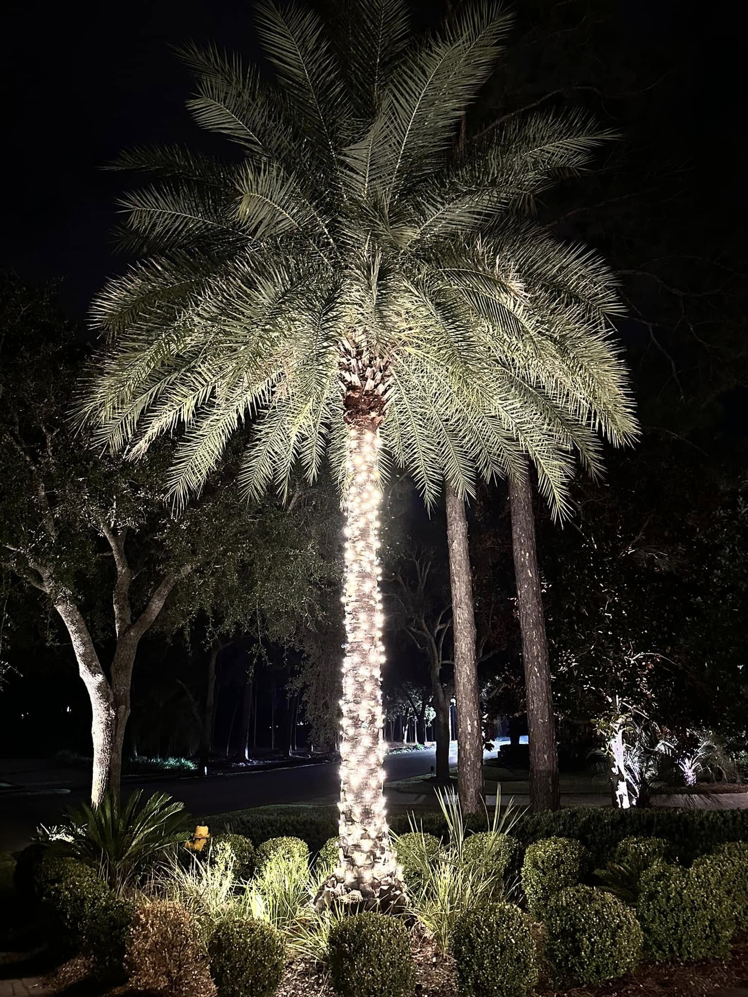 Palm tree wrapped in warm-white Christmas lights.